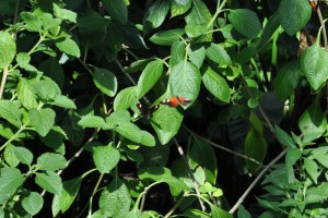 DSC_0764 DSC_0764
