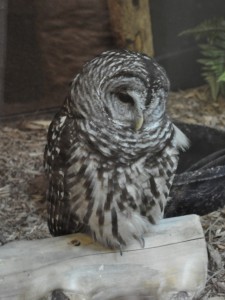 DSC_0815 DSC_0815